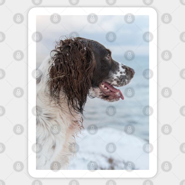 English Springer Spaniel looking out to Sea Sticker by Robert john